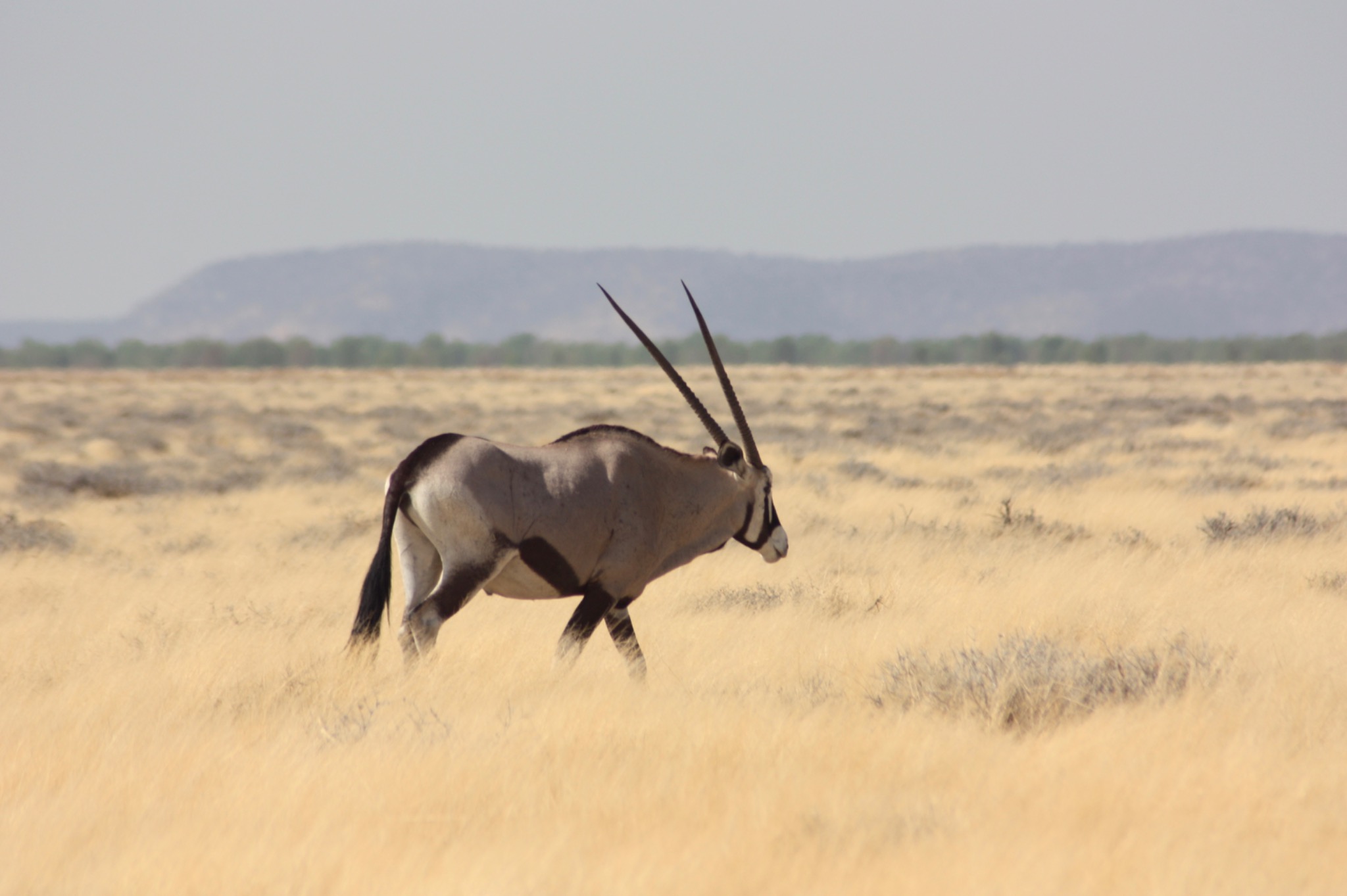 Antilope in einer trockenen, weiten Landschaft